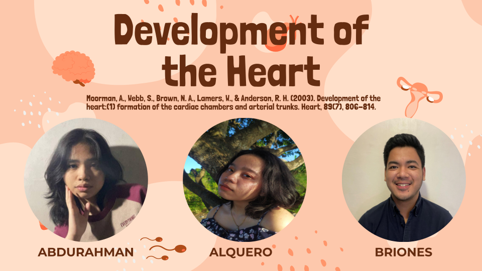 Attachment 133 Development of the Heart.png