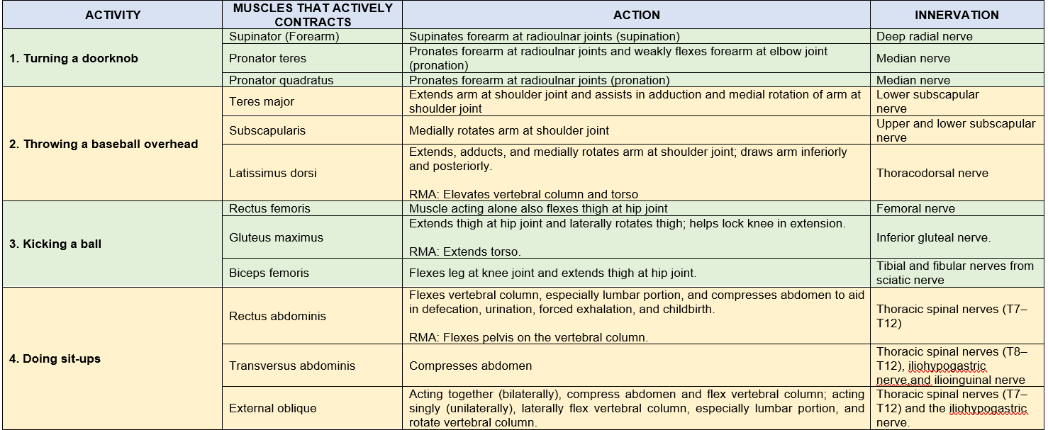 ACTIVITY AND MUSCLES