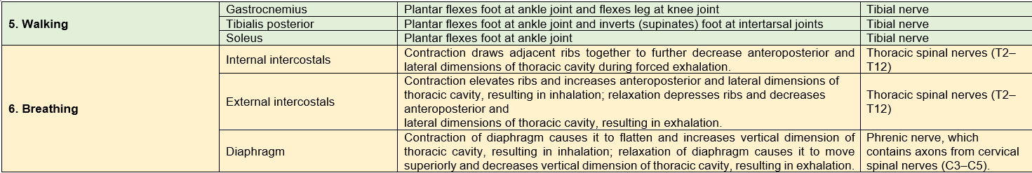 ACTIVITY AND MUSCLES